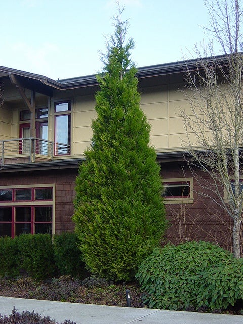 Excelsa Red Cedar (Thuja plicata 'Excelsa') | Water Quality