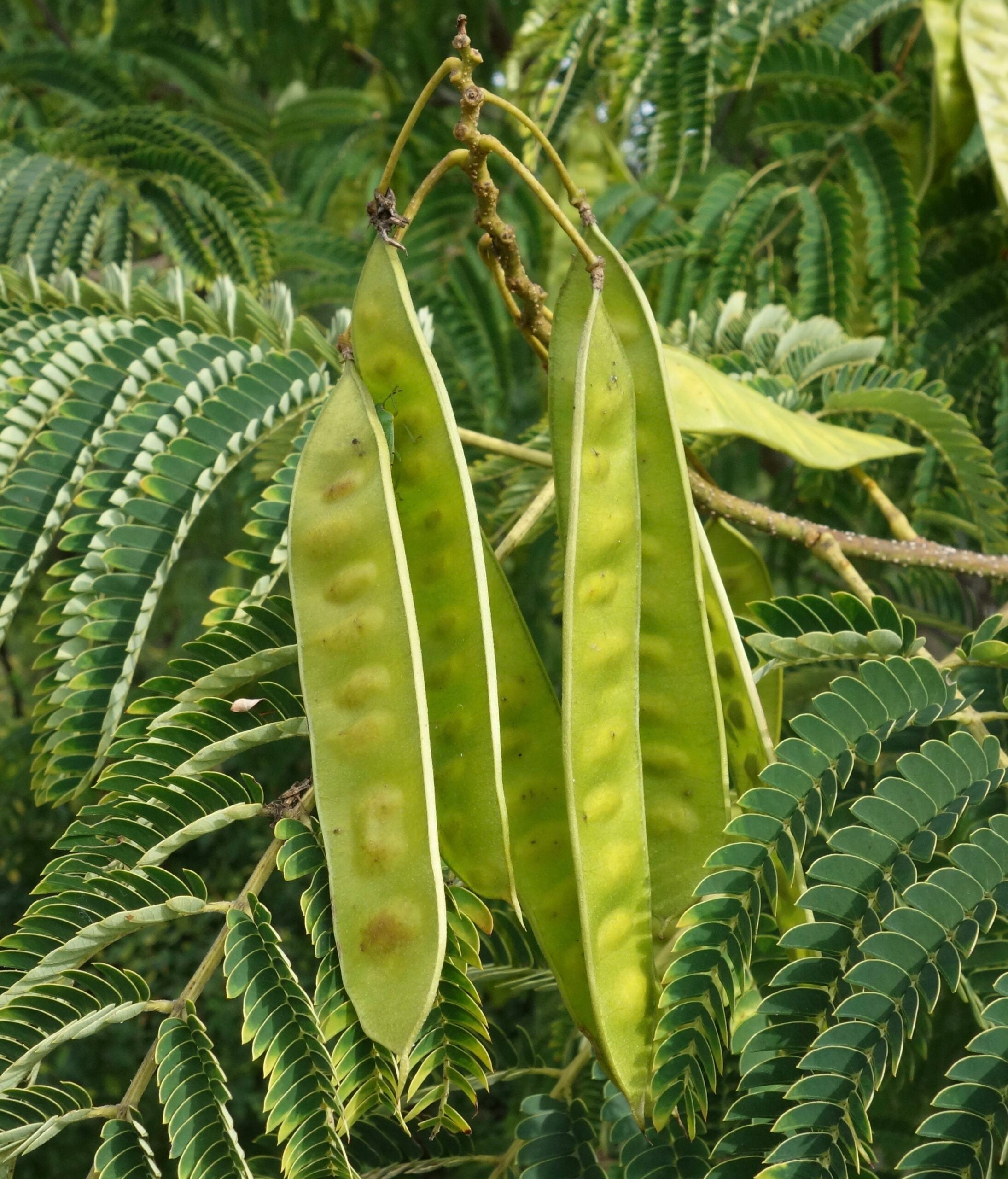 Ernest Wilson Mimosa Tree (Albizia julibrissin 'E.H. Wilson